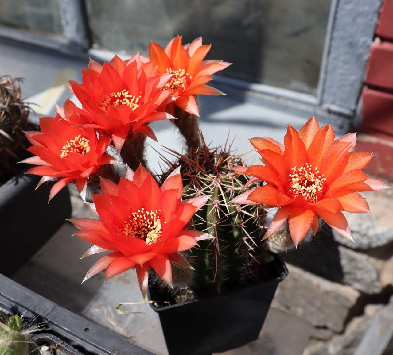 Echinopsis gibrid