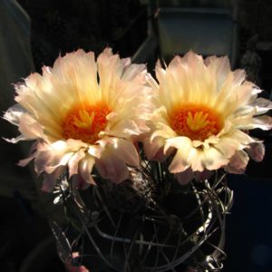 Astrophytum senile ferox
