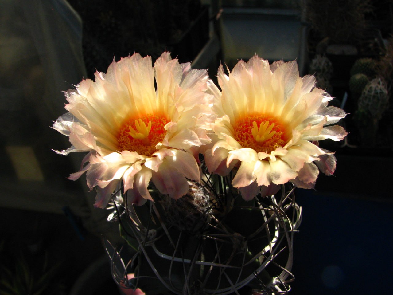 Astrophytum senile ferox