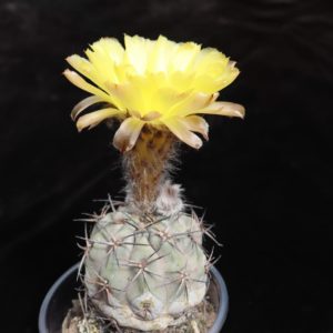 Acanthocalycium glaucum мініатюра