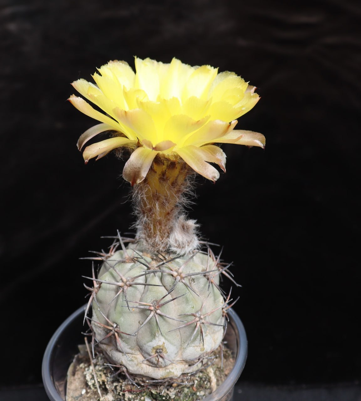 Acanthocalycium glaucum мініатюра