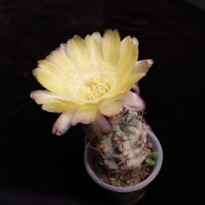 Acanthocalycium glaucum мініатюра
