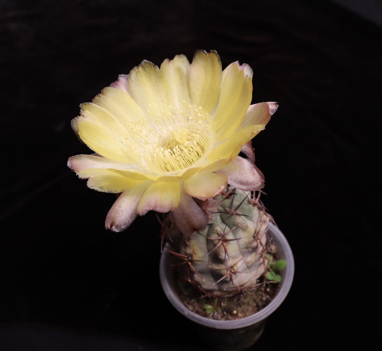 Acanthocalycium glaucum мініатюра