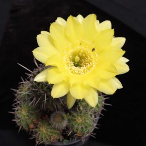 Echinopsis canariensis