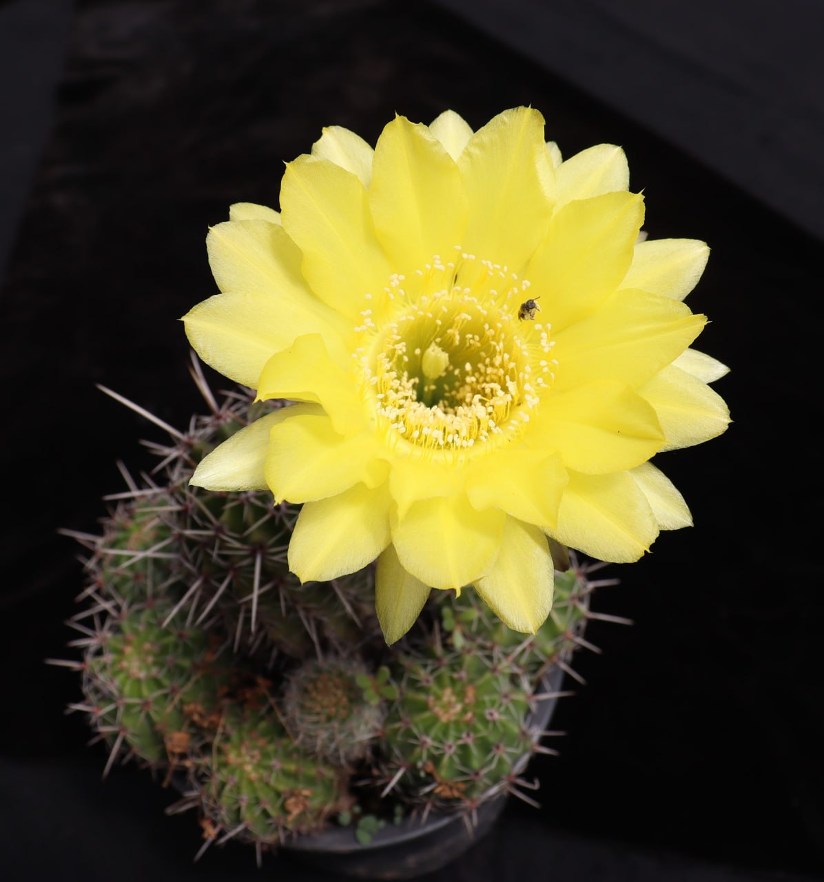 Echinopsis canariensis
