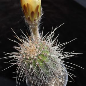 Echinopsis scheferi