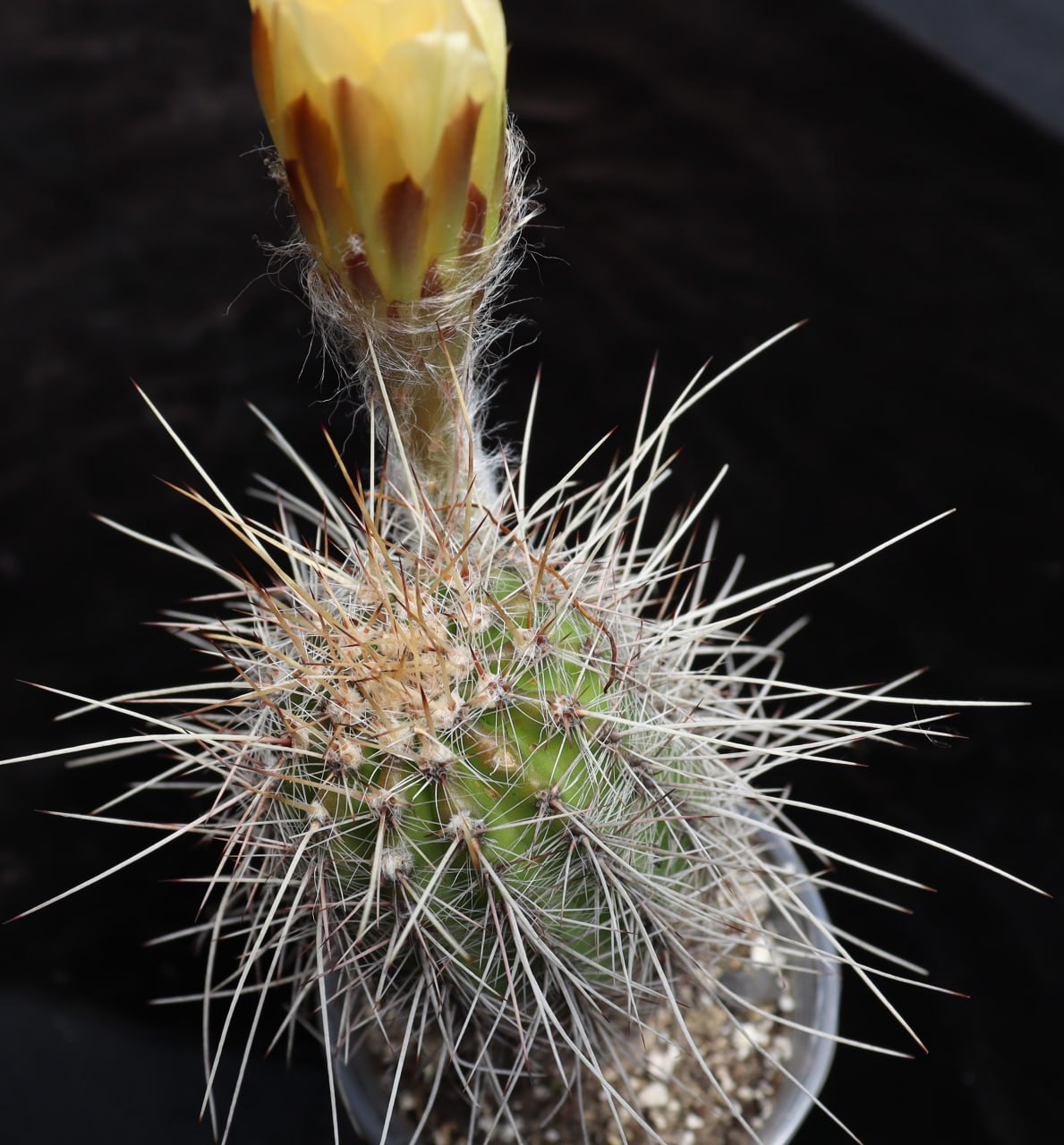Echinopsis scheferi