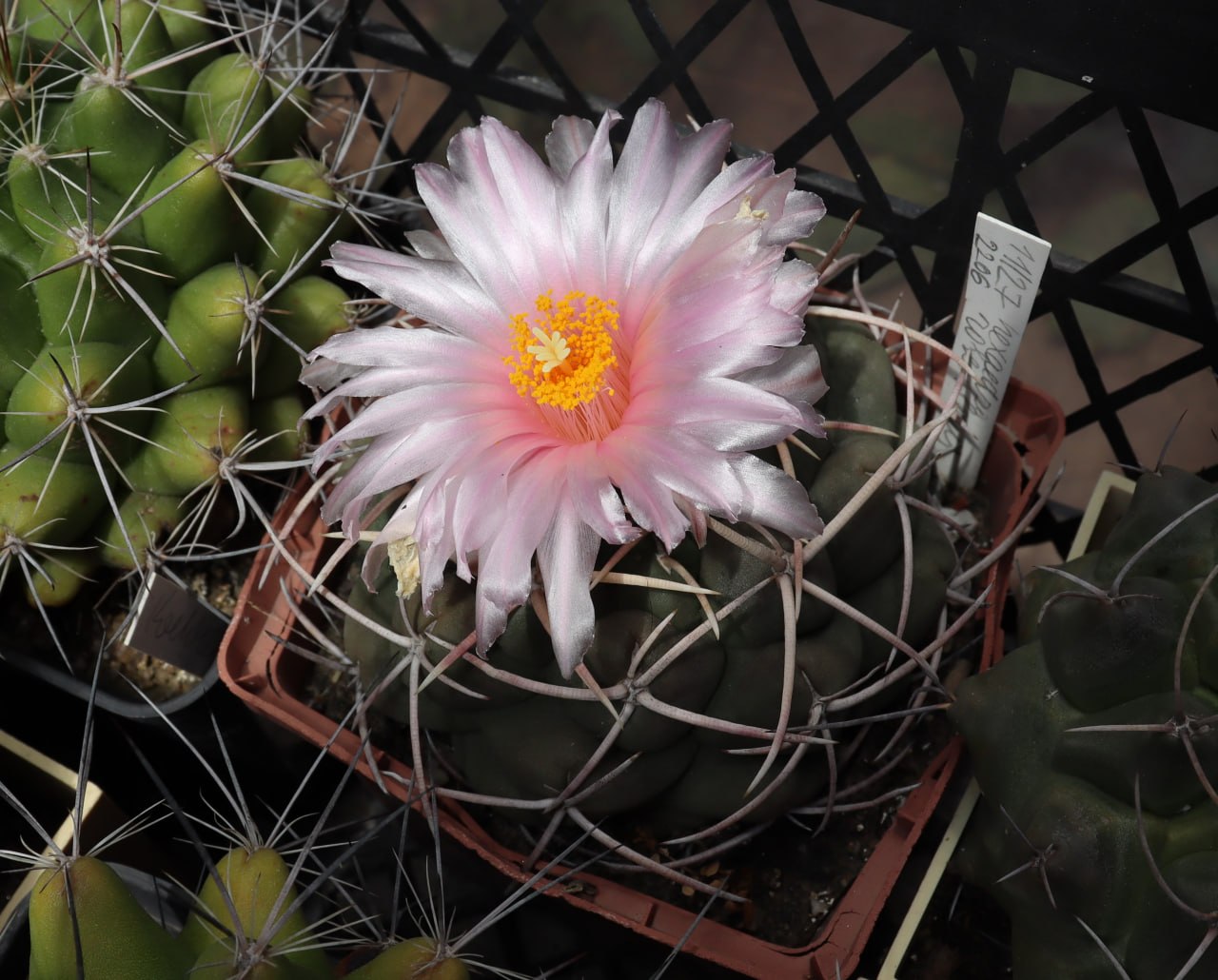 Thelocactus hexaedrophorus roseiflorus
