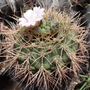 Gymnocalycium eurypleurum