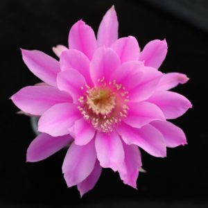 Pseudolobivia lilacina