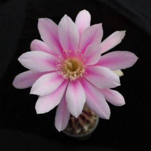Pseudolobivia lilacina