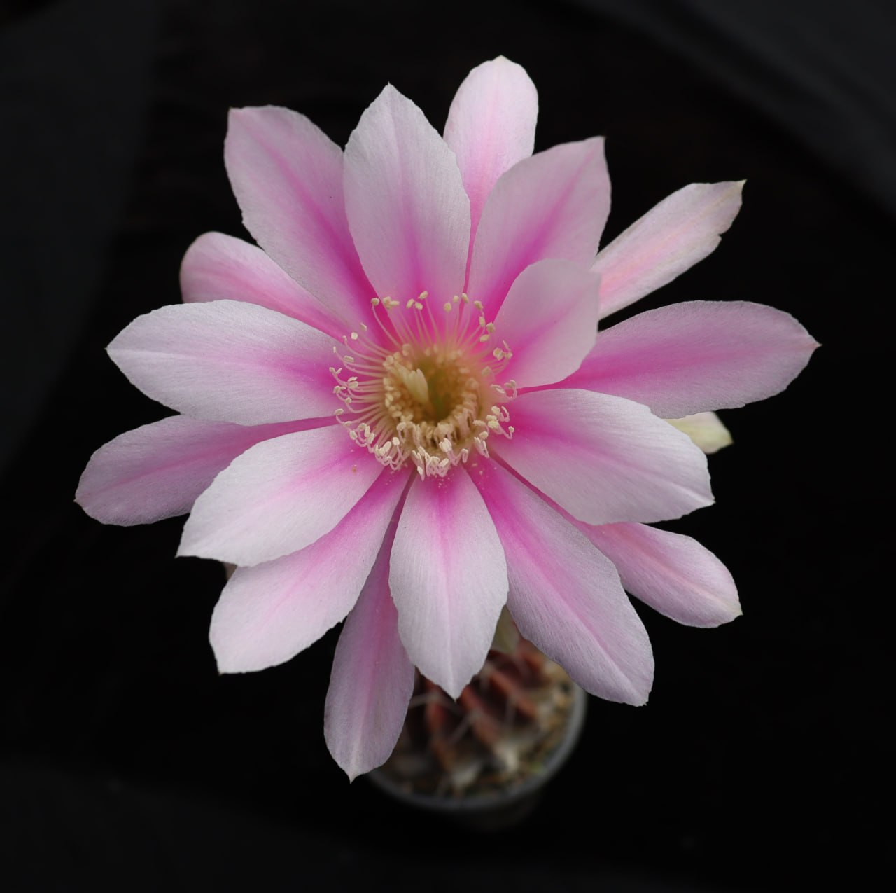 Pseudolobivia lilacina