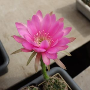 Pseudolobivia lilacina