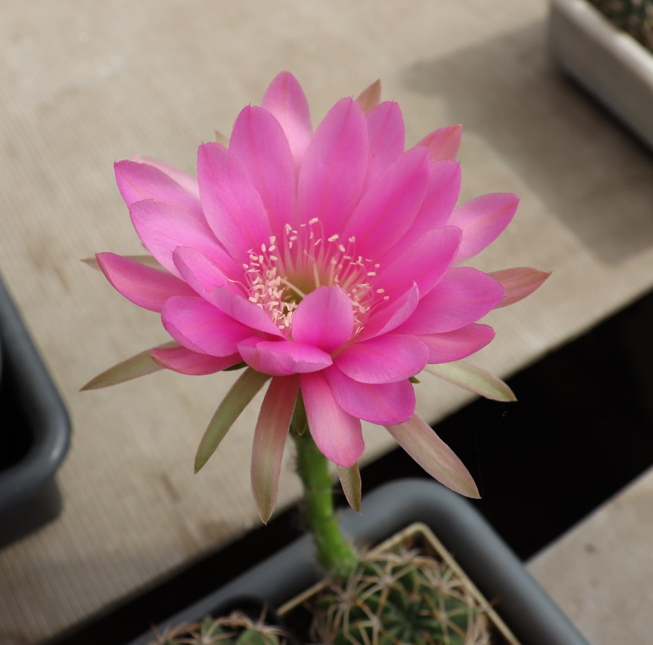 Pseudolobivia lilacina