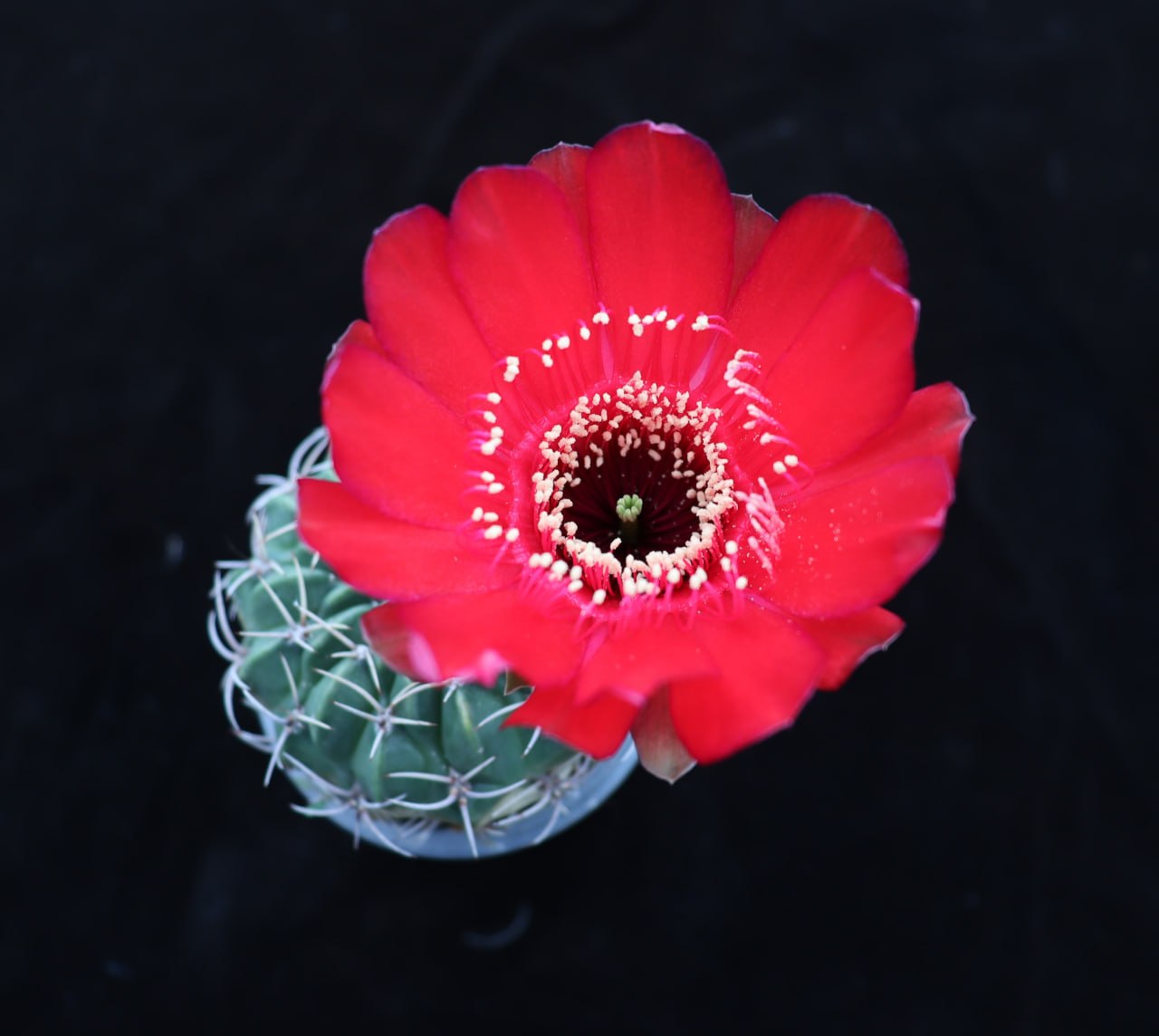 Lobivia cinnabarina grandiflora