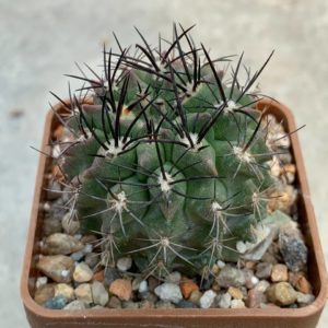 Neochilenia simulans