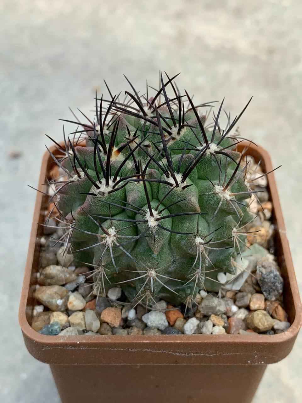 Neochilenia simulans