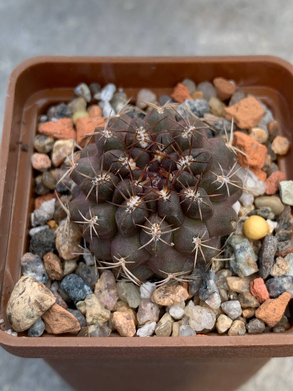 Neochilenia napina FR 249
