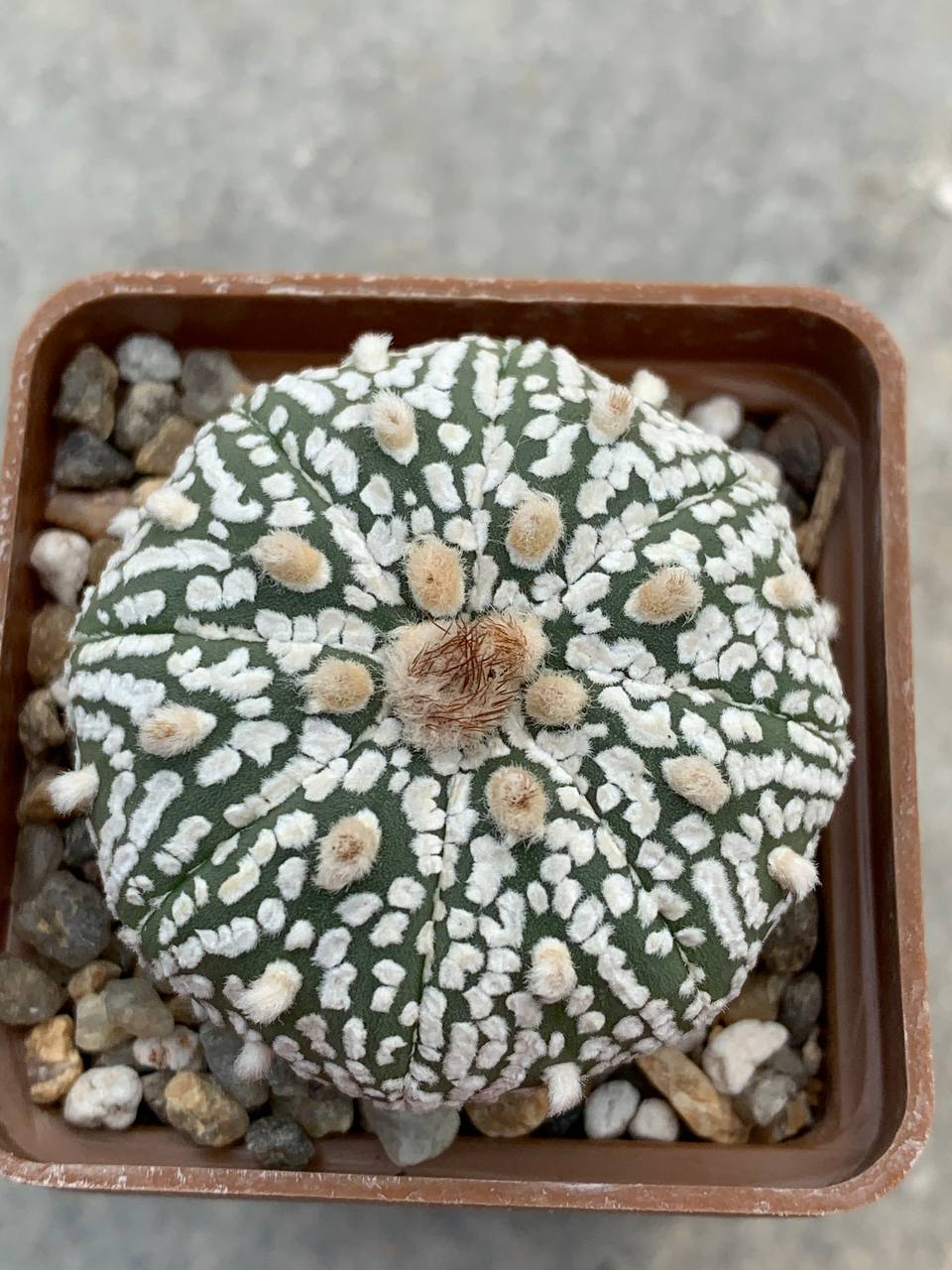 Astrophytum asterias “Super Kabuto” hybr