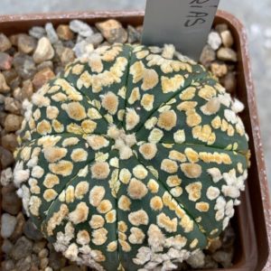 Astrophytum asterias “Super Kabuto”