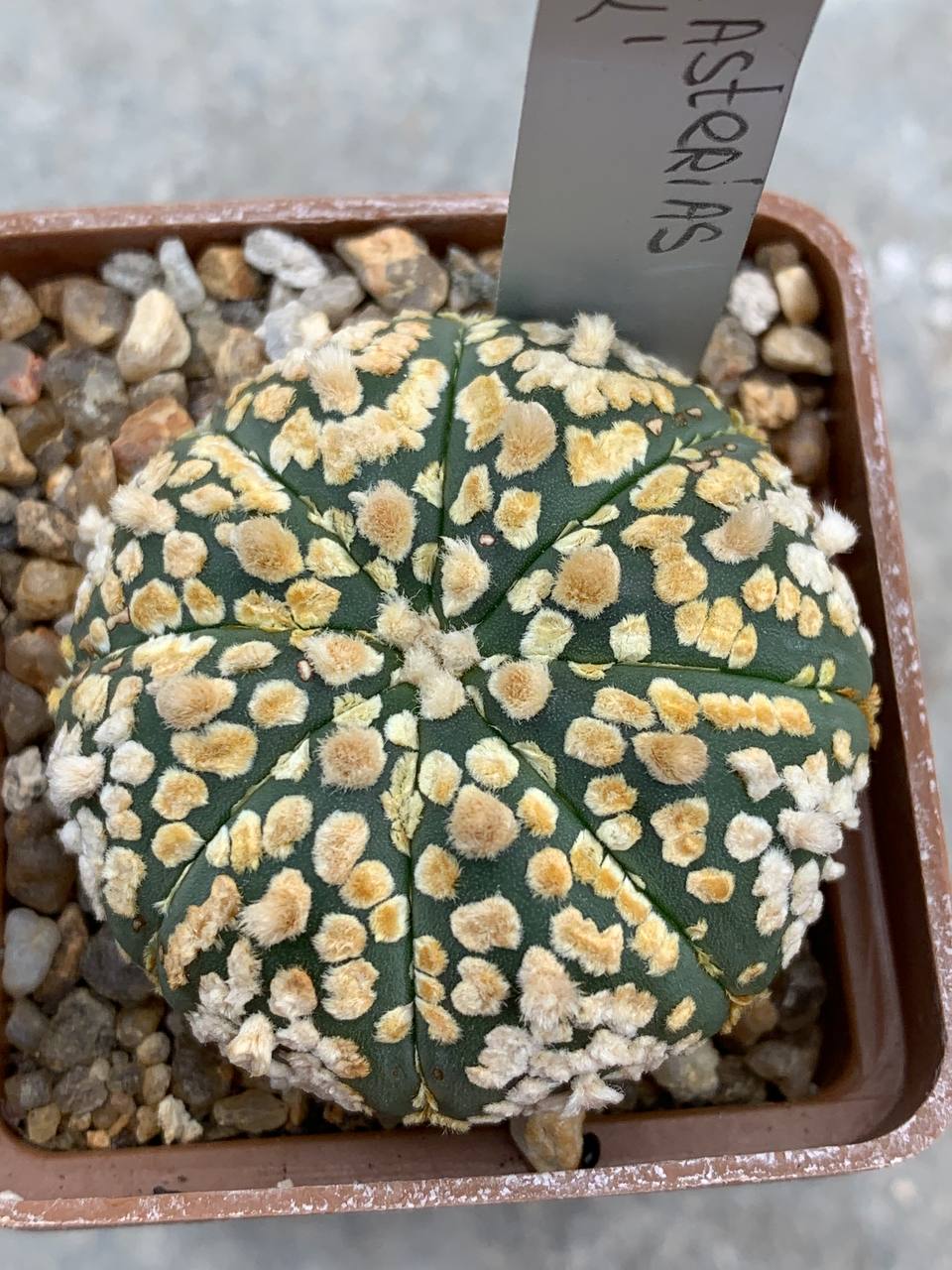 Astrophytum asterias “Super Kabuto”