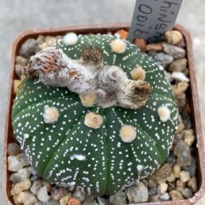 Astrophytum asterias cv. ‘Shinshowa’ x asterias ‘Ooibo’