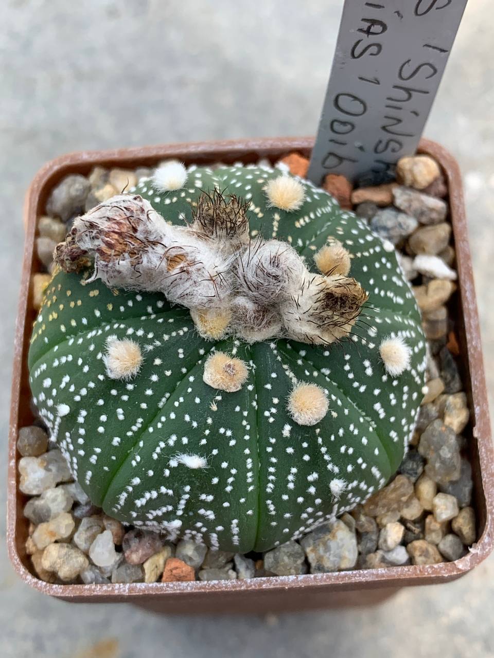 Astrophytum asterias cv. ‘Shinshowa’ x asterias ‘Ooibo’