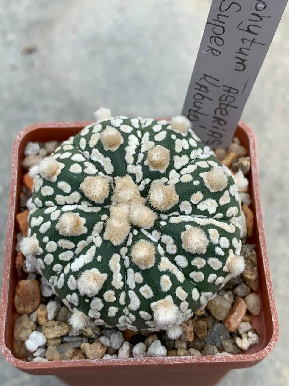 Astrophytum asterias “Super Kabuto” hybr