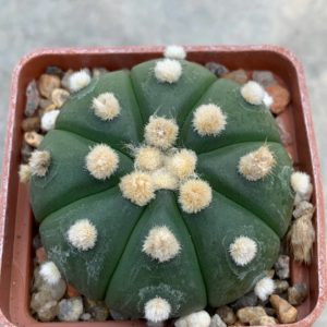 Astrophytum asterias nudum “ooibo” Pavlica