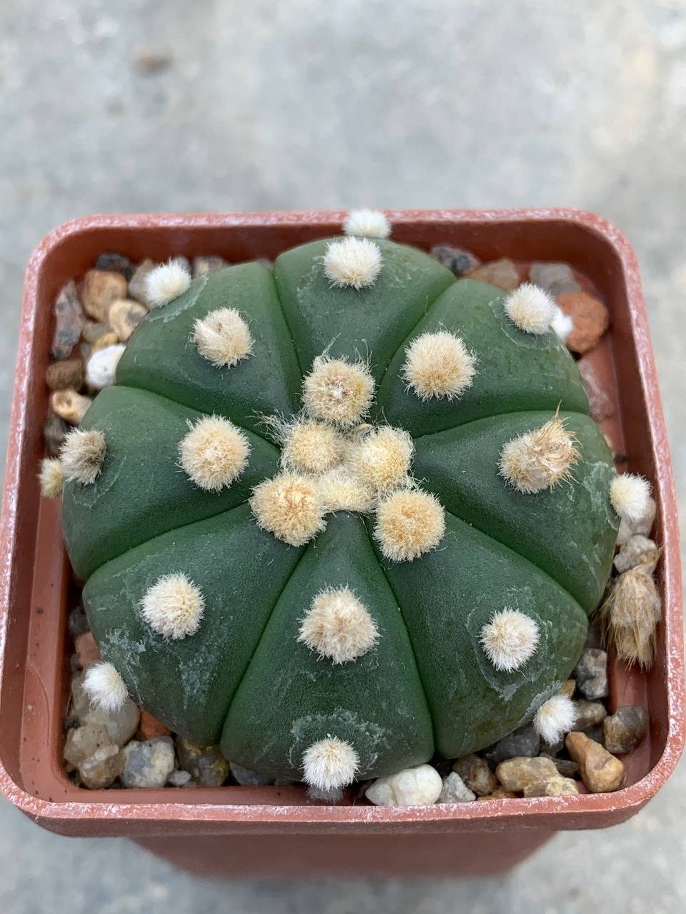 Astrophytum asterias nudum “ooibo” Pavlica