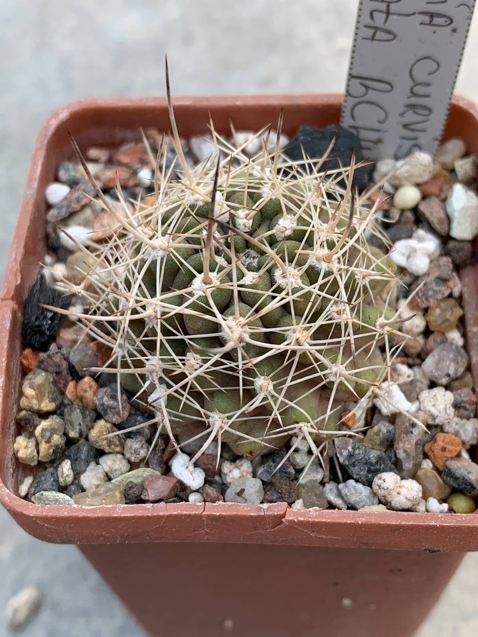 Neoporteria curvispina var armata BCHK 1330