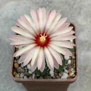 Astrophytum asterias nudum “ooibo” hybr