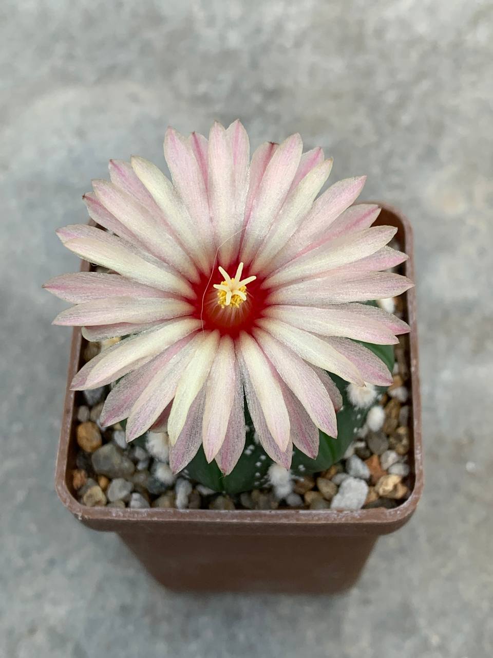 Astrophytum asterias nudum “ooibo” hybr