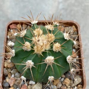 Astrophytum asterias ‘SK’ x (senile v. aureum) hybr