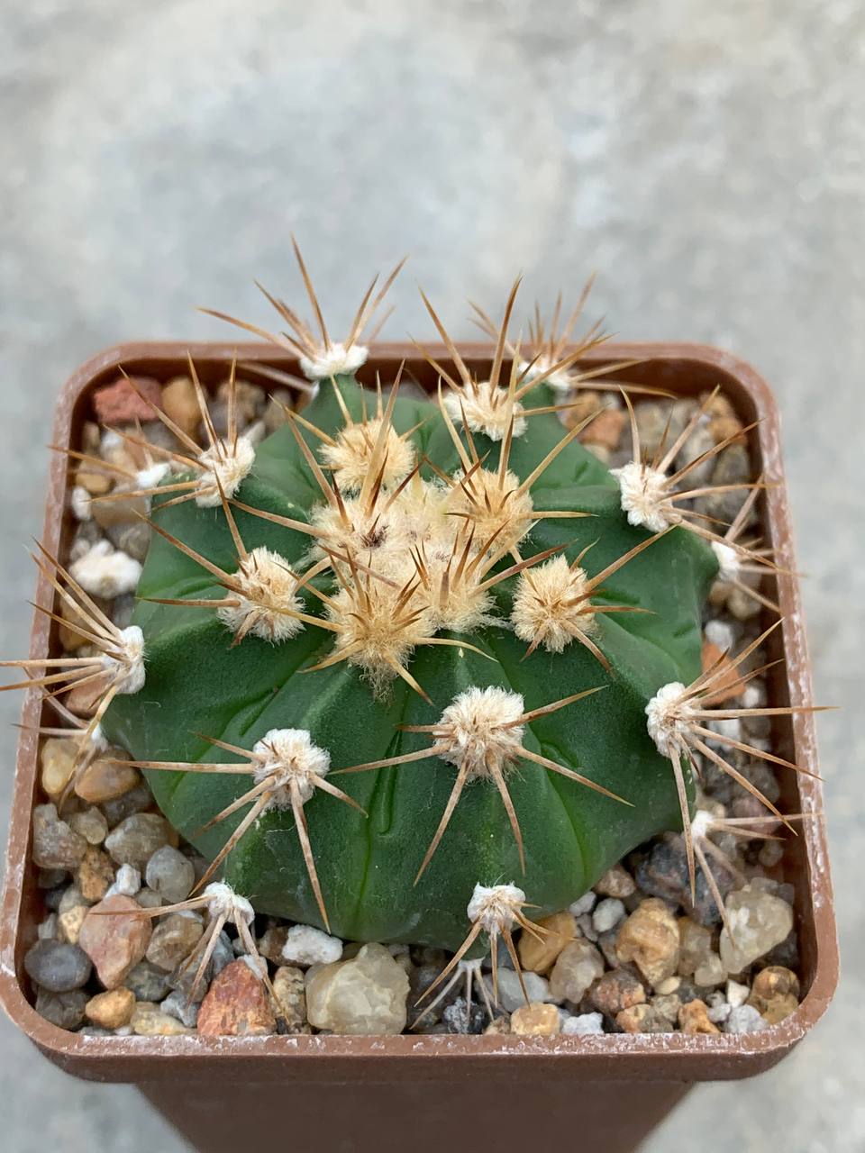 Astrophytum asterias ‘SK’ x (senile v. aureum) hybr