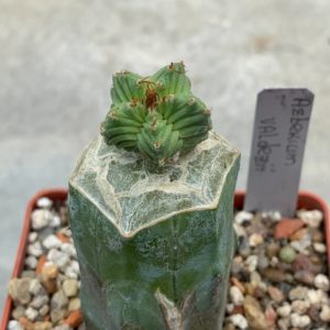 Aztekium valdezii