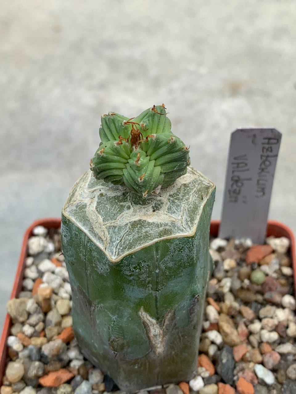 Aztekium valdezii