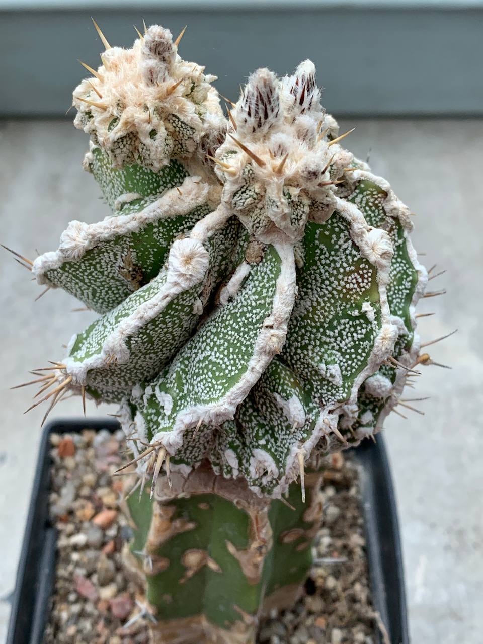 Astrophytum Ornatum Fukuryu