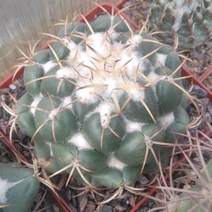 Coryphantha elephantidens -cube-8cm-
