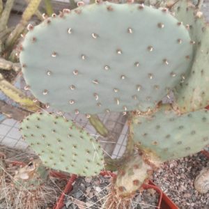 Opuntia basilaris v. treleasii -Koehres- пагони-