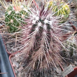 Echinocereus viridiflorus v. spinosior -cube-7cm-