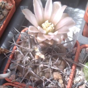 Gymnocalycium piltziorum P38 -cube-5cm-
