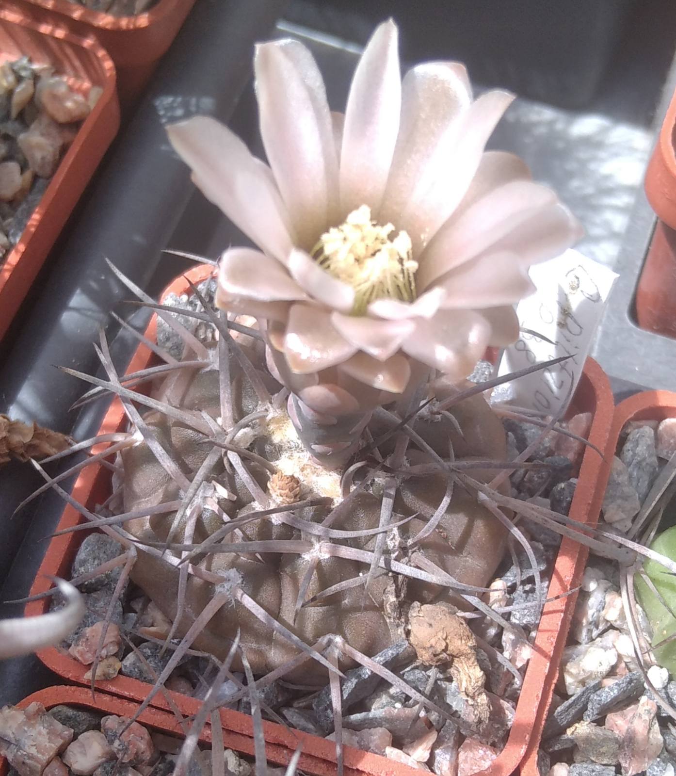 Gymnocalycium piltziorum P38 -cube-5cm-