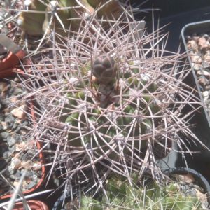 Gymnоcalycium  nidulans LF16 -cube-6cm-