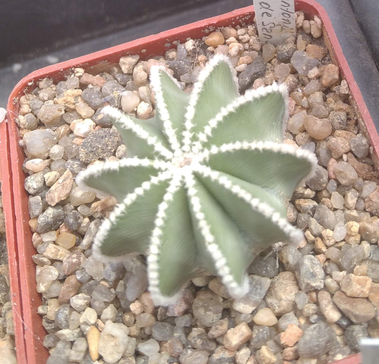 Aztekium hintonii JPH532 -Rio de San Jose, NL- cube-6cm-