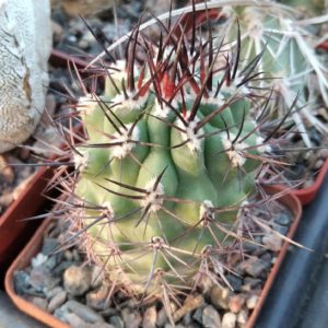 Pyrrhocactus strausianus -cube-6cm-