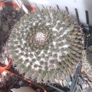 Mammillaria ritteriana -біля 7см-
