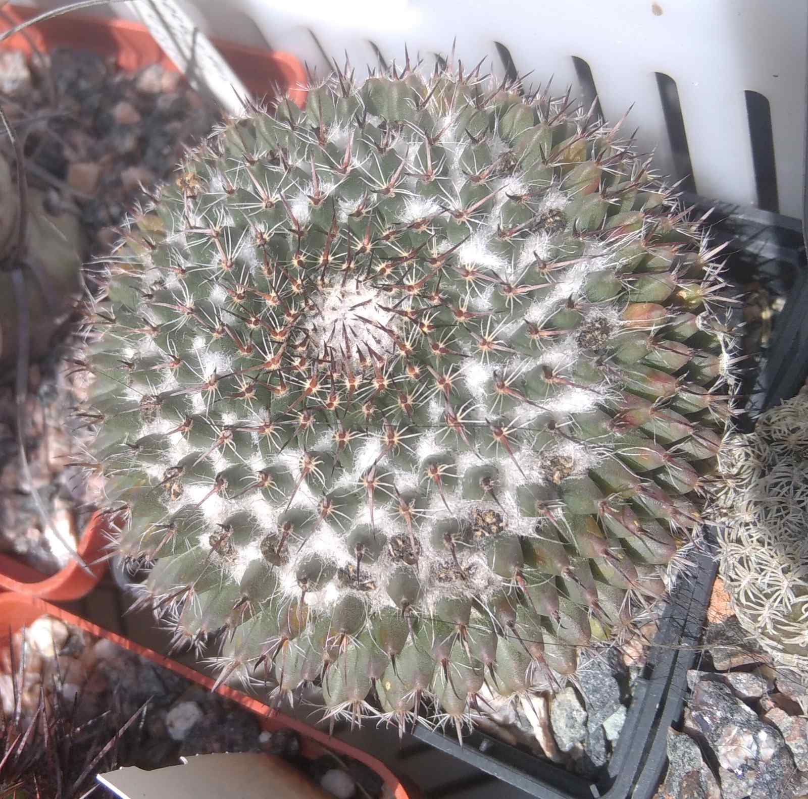 Mammillaria ritteriana -біля 7см-