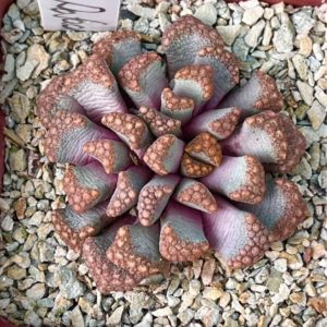 titanopsis hugo-schlechteri pofader