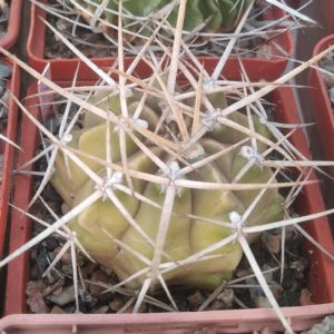 Gymnocalycium griseo-pallidum -super spined form- відбір-сube-7см-